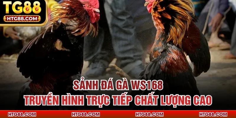 Sảnh đá gà WS168 truyền hình trực tiếp chất lượng cao